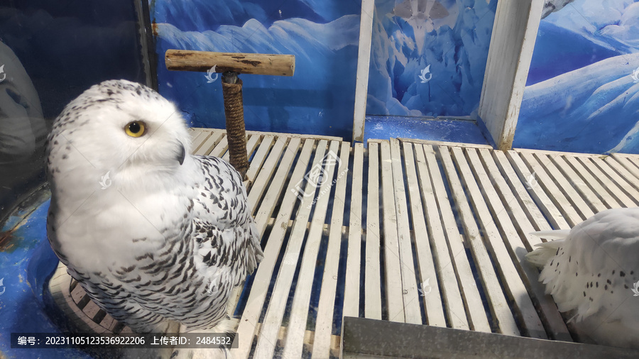 北极猛禽雪鸮