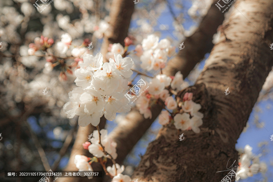 桃花