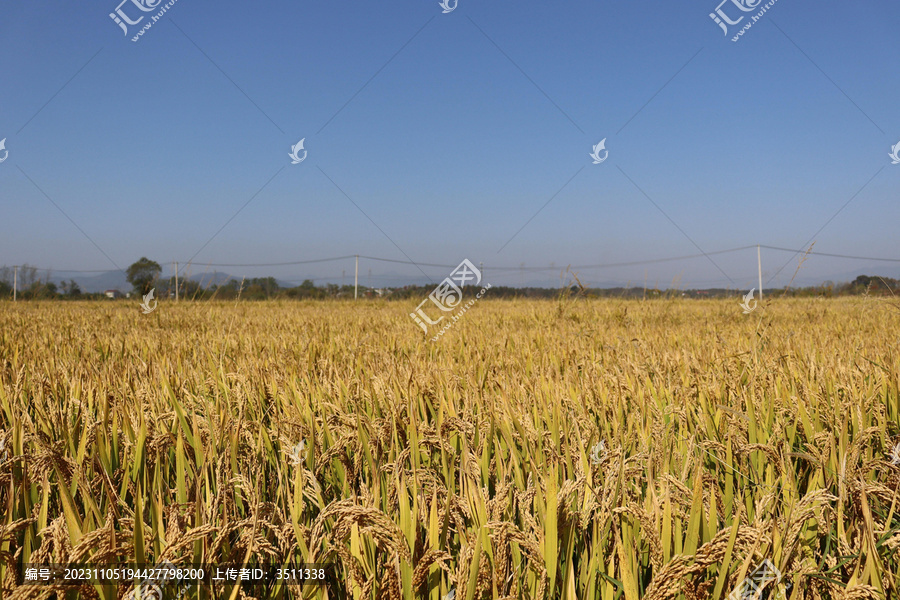 秋天成熟了的金黄色的水稻