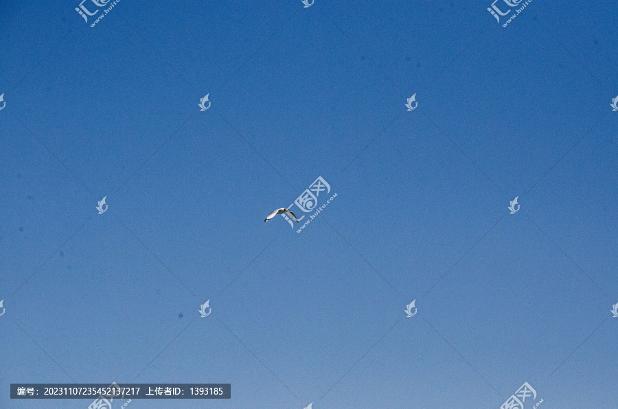 青海湖上空的天空飞鸟海鸥