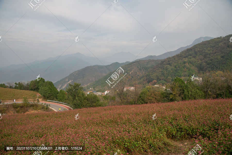 蓝田荞麦岭