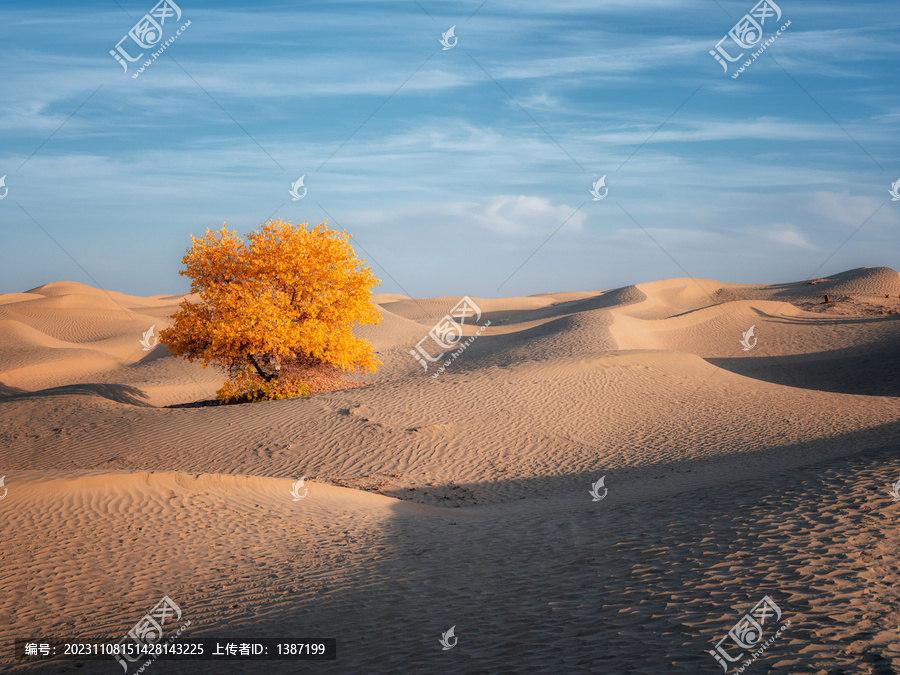 新疆塔克拉玛干沙漠胡杨林