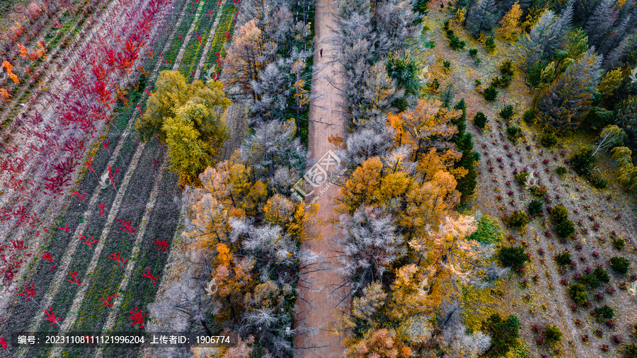 秋季松林风景