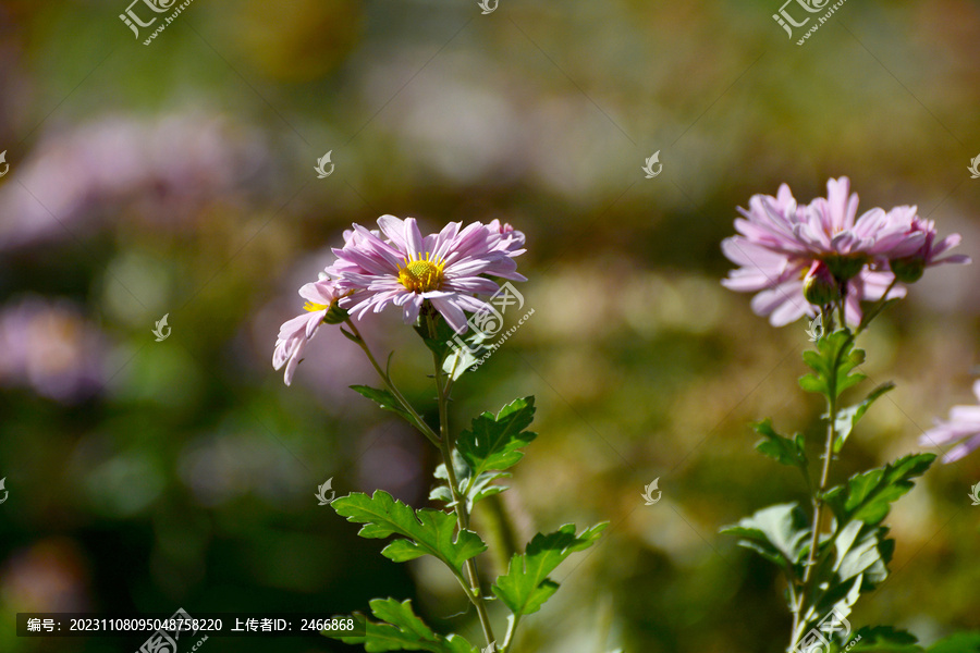 雏菊