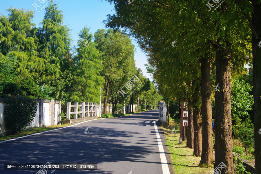 乡村道路绿化