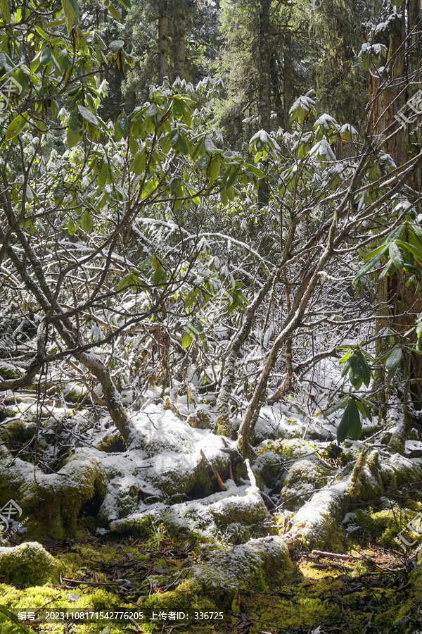 毕棚沟雪山原始森林