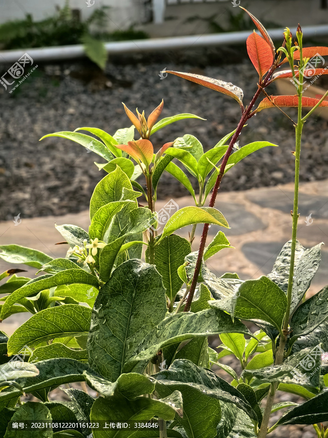 桂花