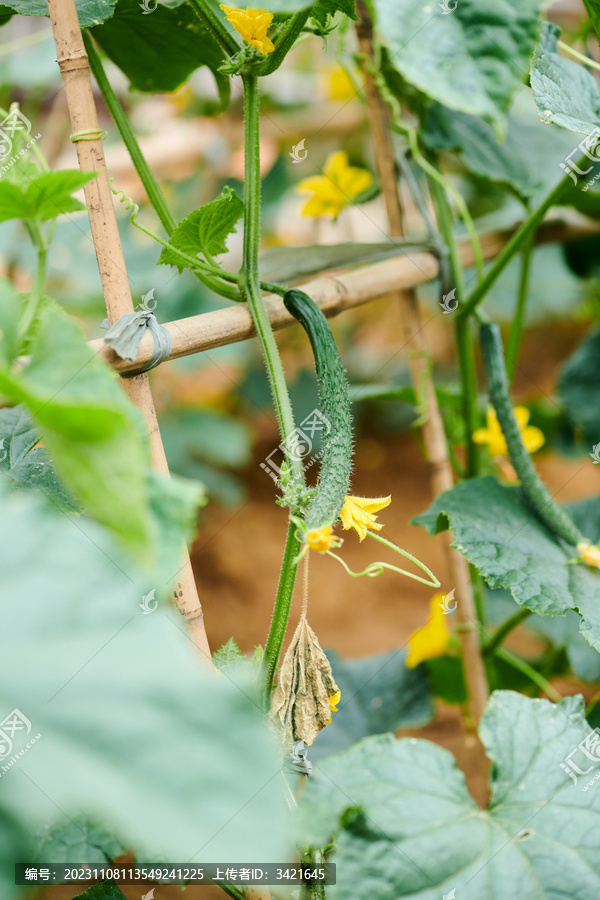 有机蔬菜