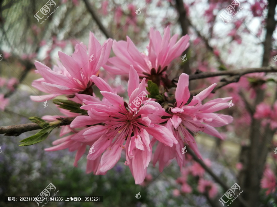 粉红色的樱花特写