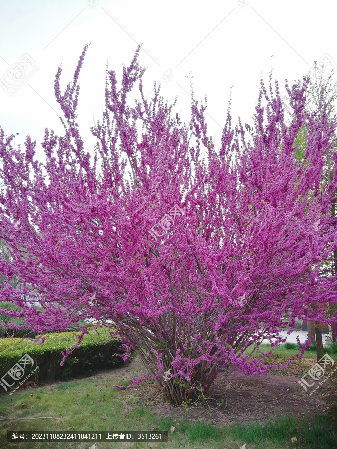 粉红色的花朵树