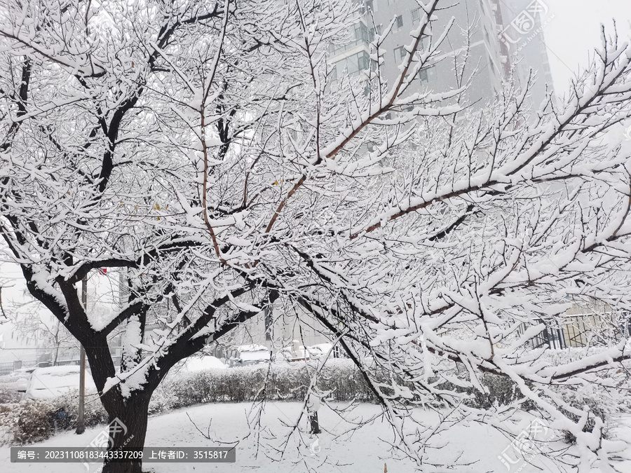 雪压枝头