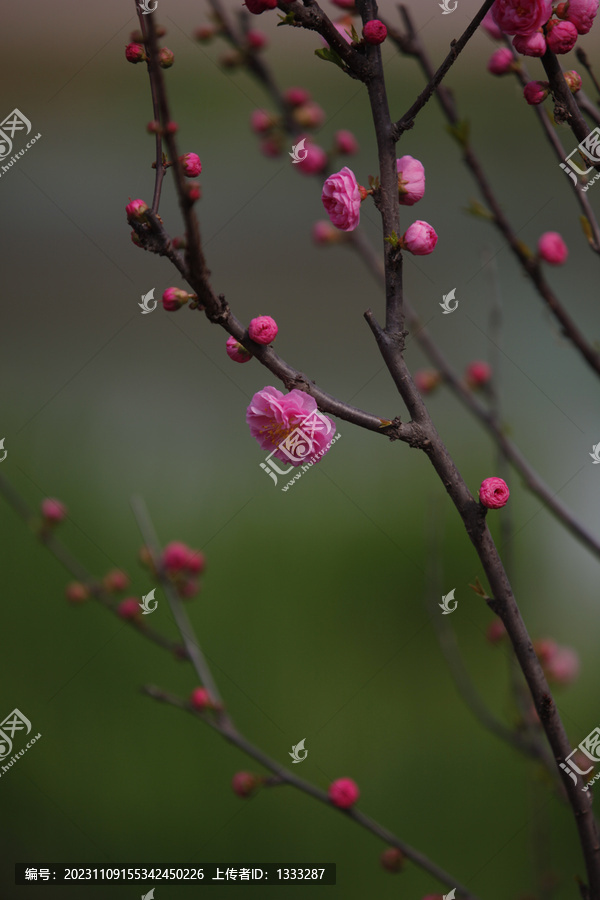 桃花花苞