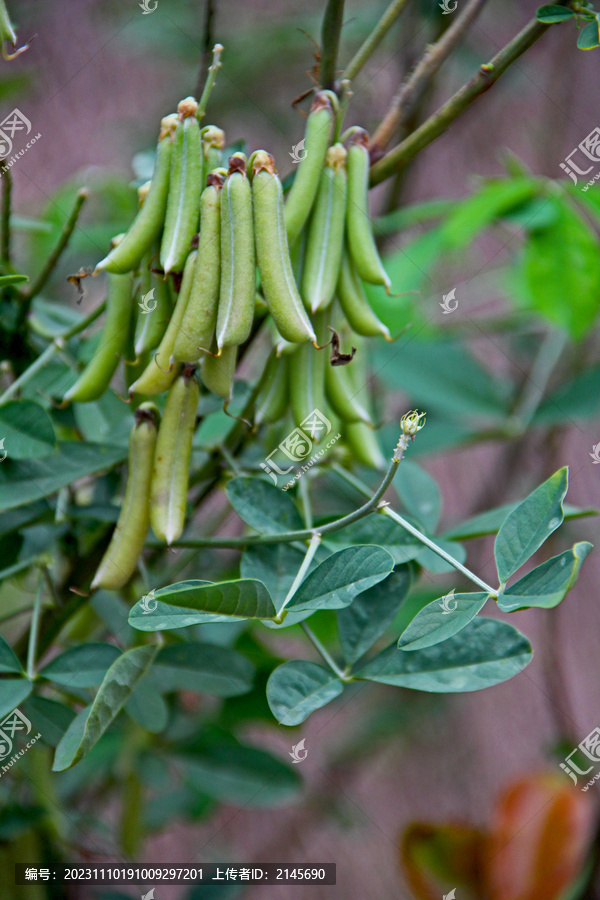 中药百草猪屎豆