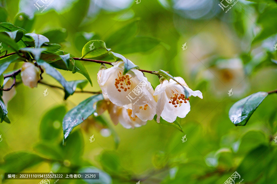 尖连蕊茶花枝