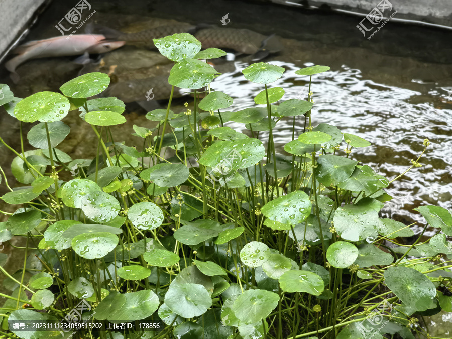 茂盛铜钱草