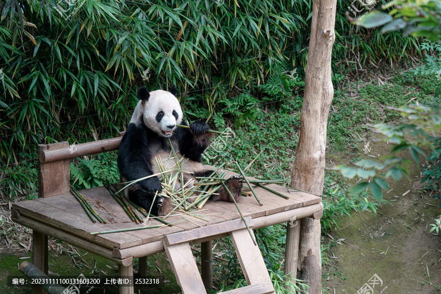 国宝成都大熊猫繁育研究基地
