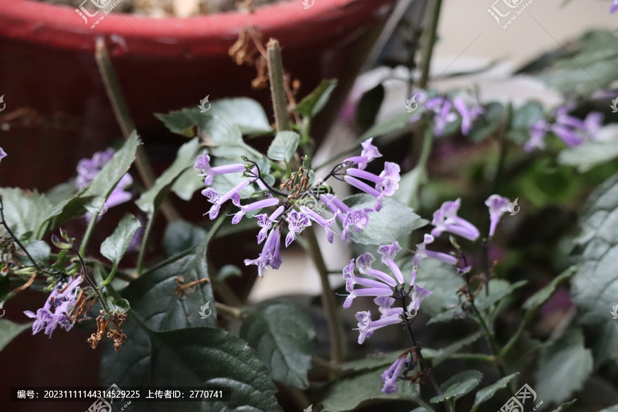 绿植多肉盆栽艾氏香茶菜