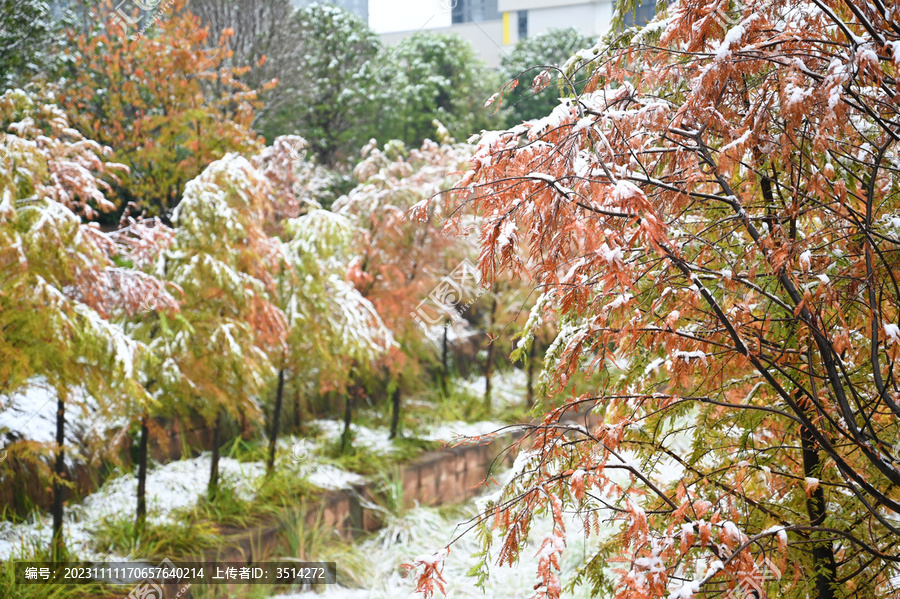 雪压树枝