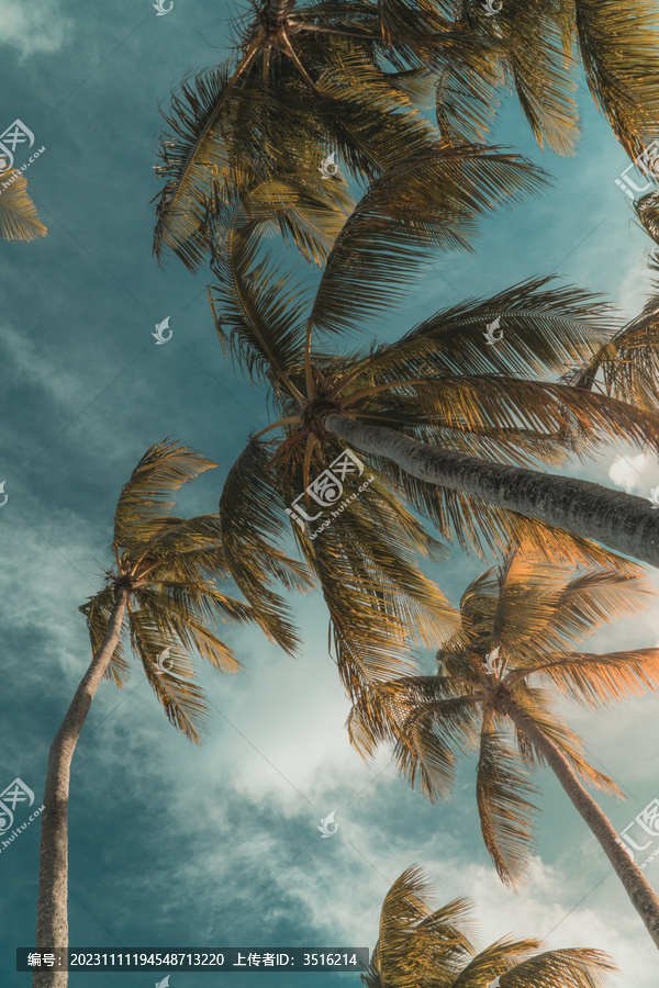 仰视椰子树与阴云密布的天空