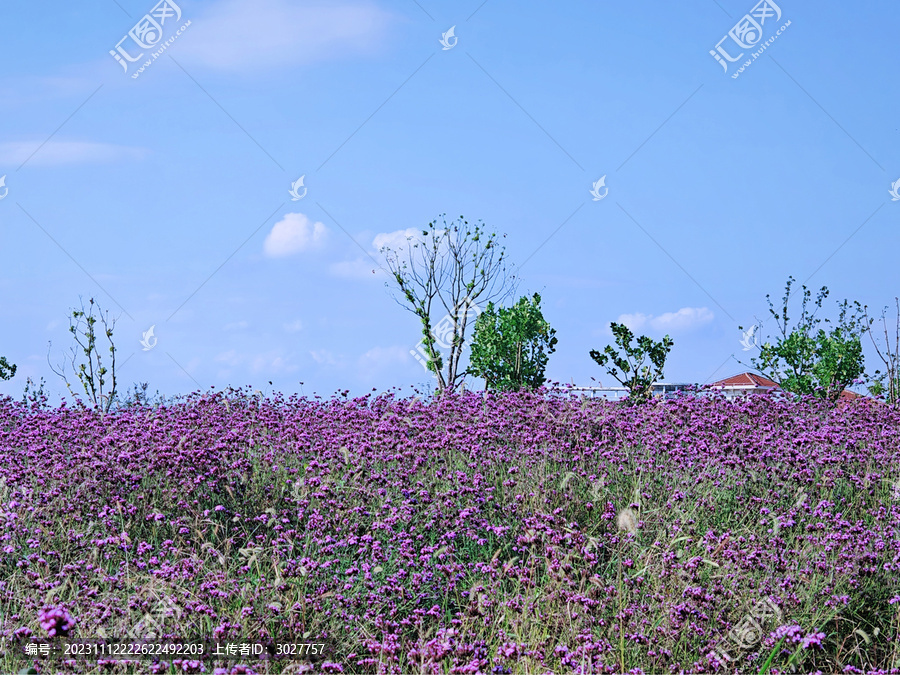 花海