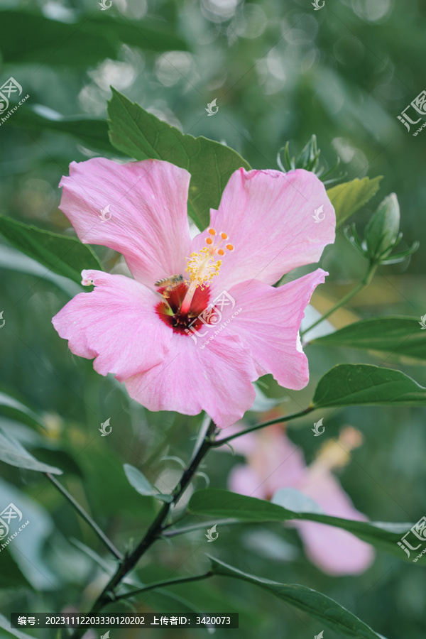 一朵盛开的淡红色的朱槿花