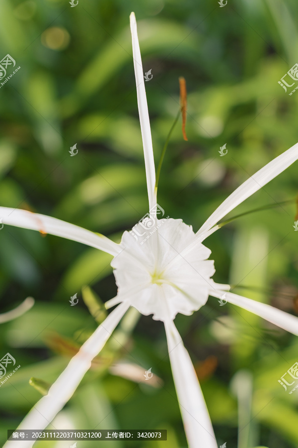 一朵盛开的美洲水鬼蕉