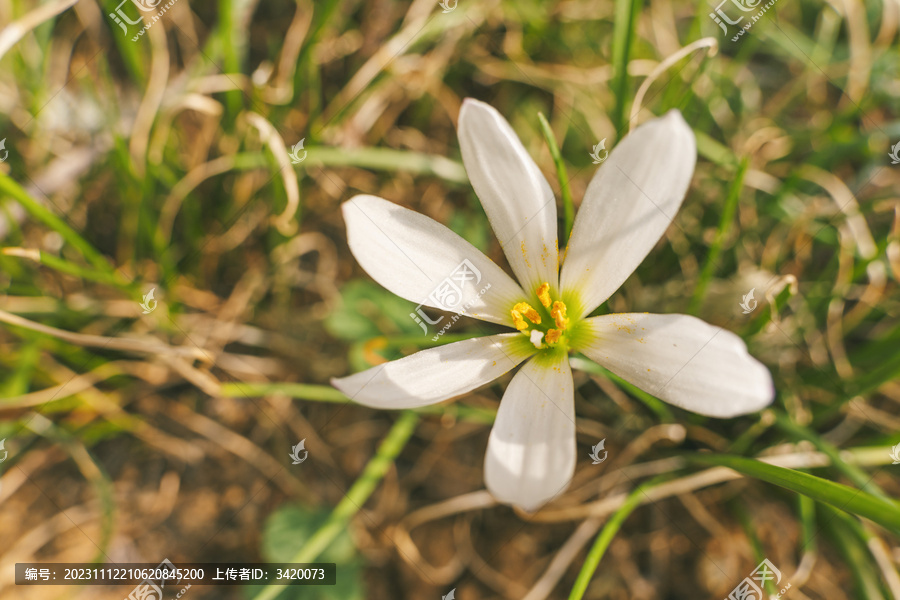 花坛里的一朵葱莲花