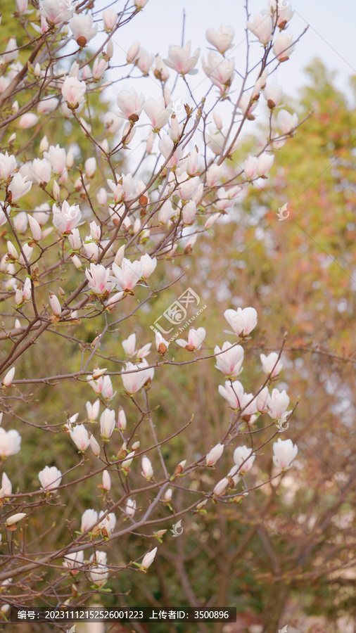 花团锦簇的白玉兰