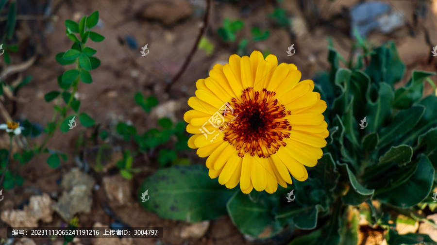 金盏菊花