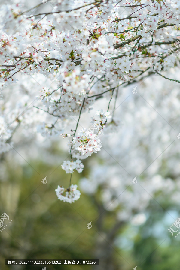 春天杭州西湖的樱花染井吉野