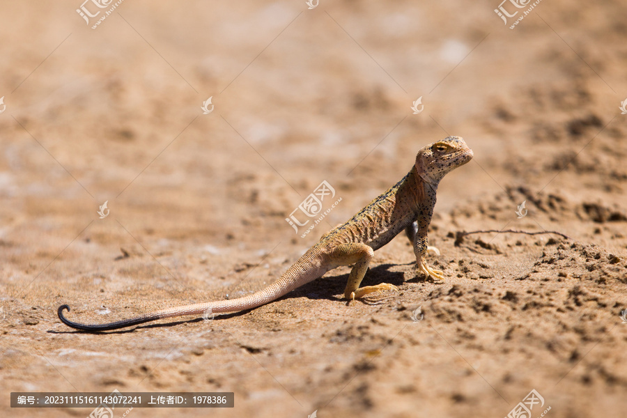沙漠蜥蜴