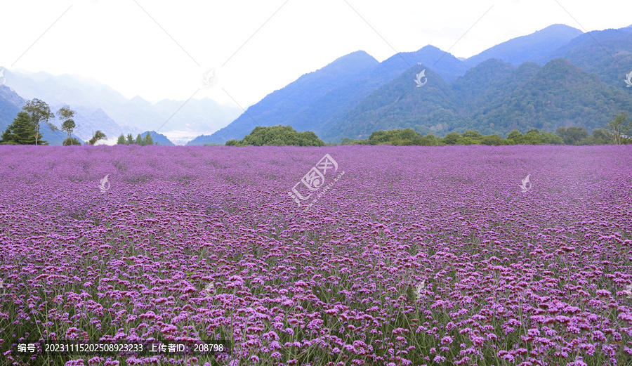 高山花田