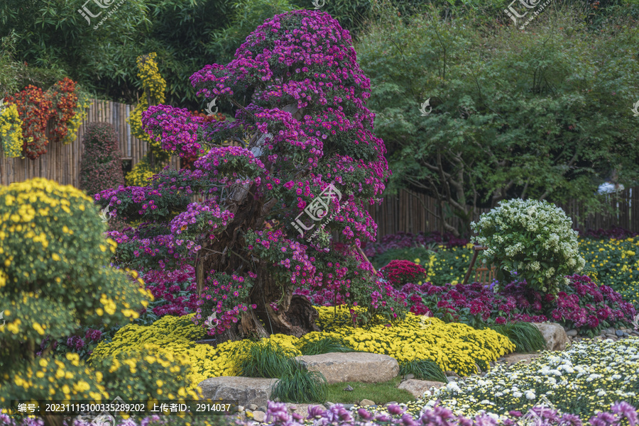 菊花展示