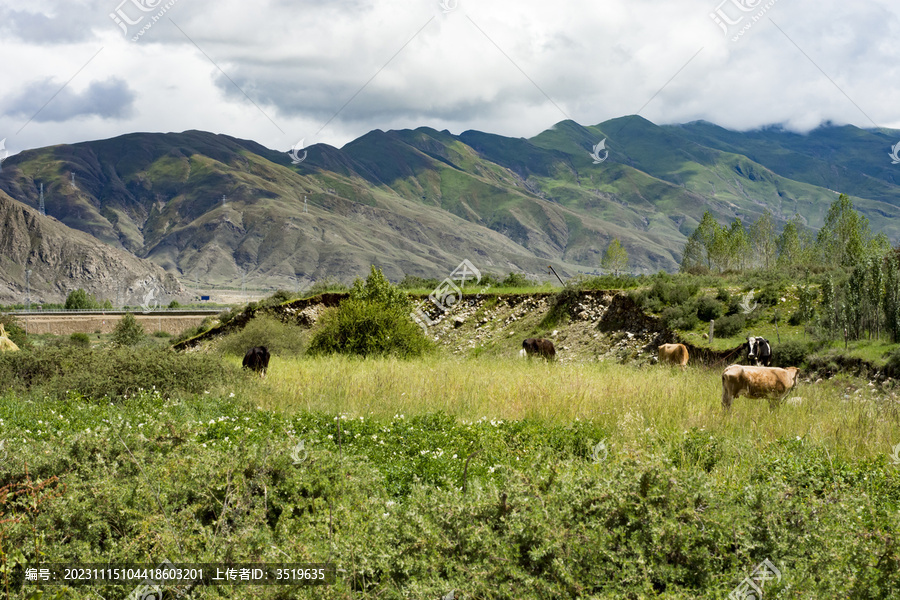 西藏风光牦牛草原山峰白云