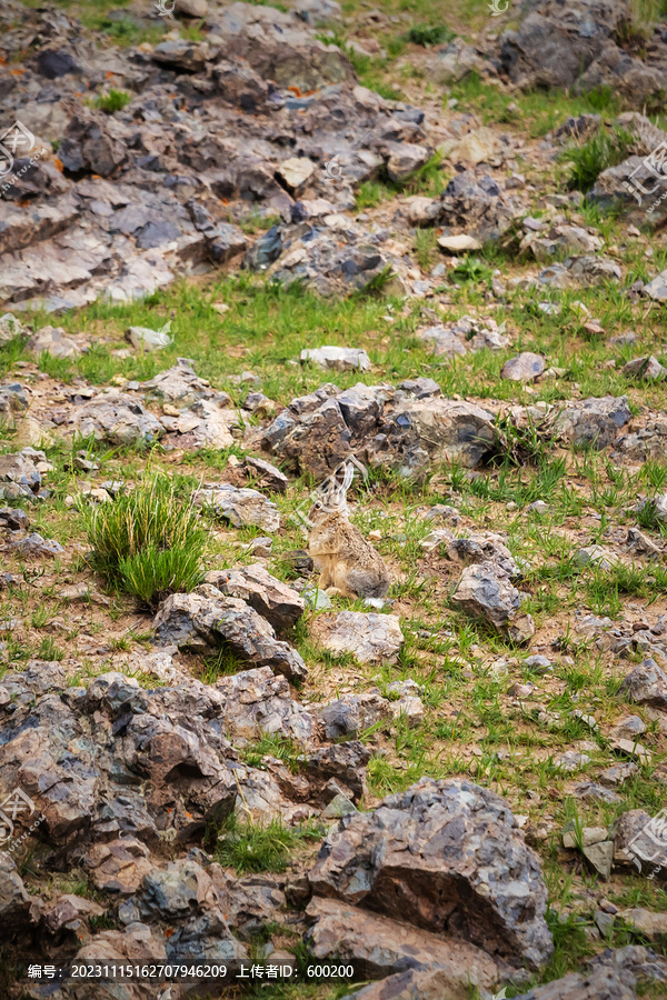 西藏高原上的野兔