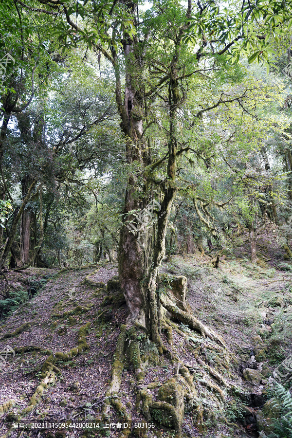 黑森林