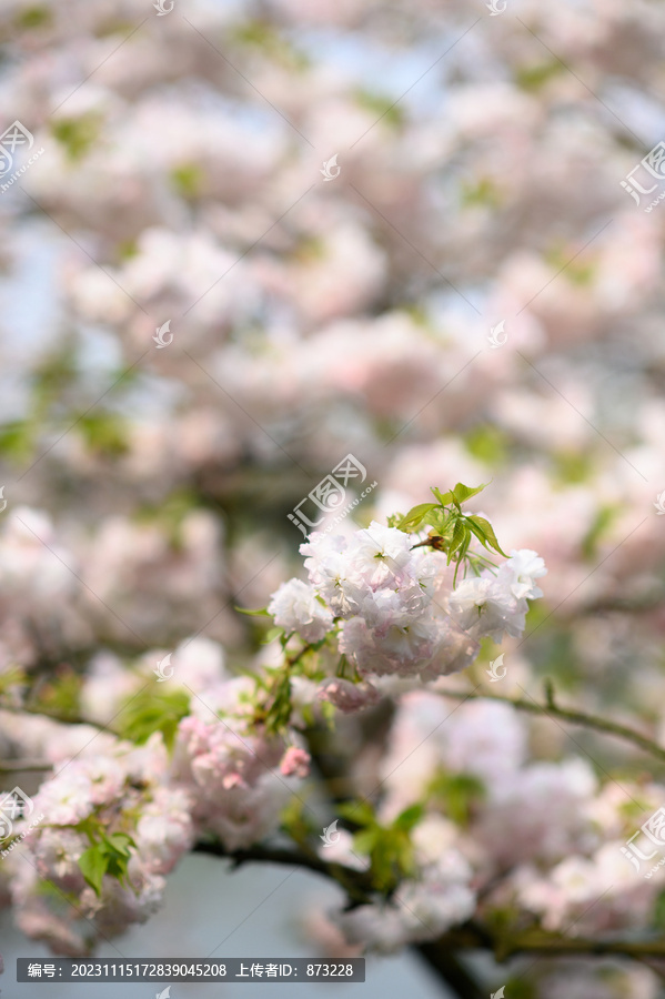 春天粉色的日本晚樱樱花特写