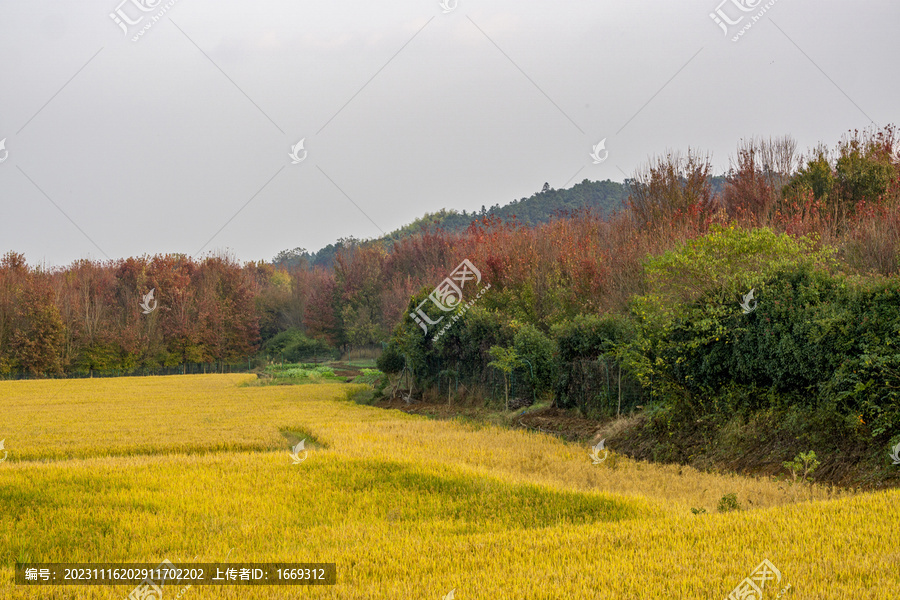 秋天金黄色的稻田与红枫树林