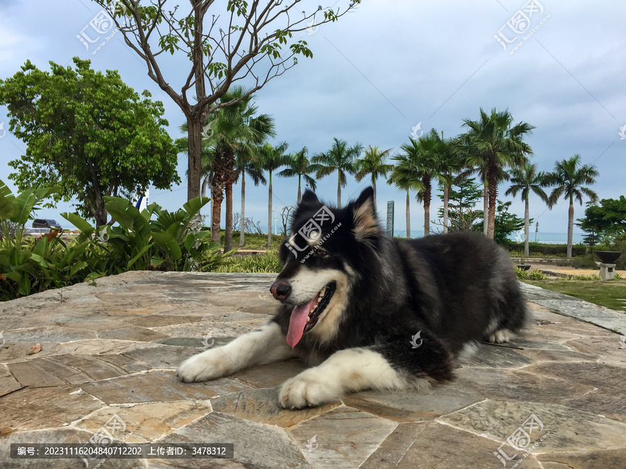 宠物狗阿拉斯加犬阿宝