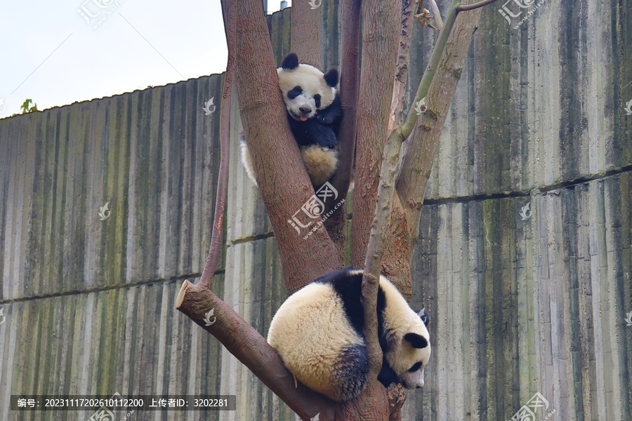 成都大熊猫繁殖基地