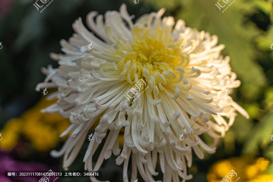 白色菊花特写