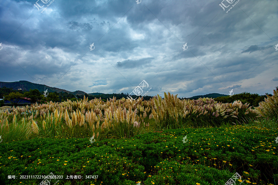 湿地公园芦苇荡