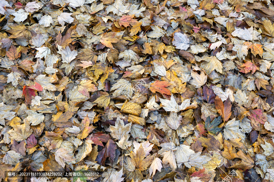 深秋落在地上的枫叶
