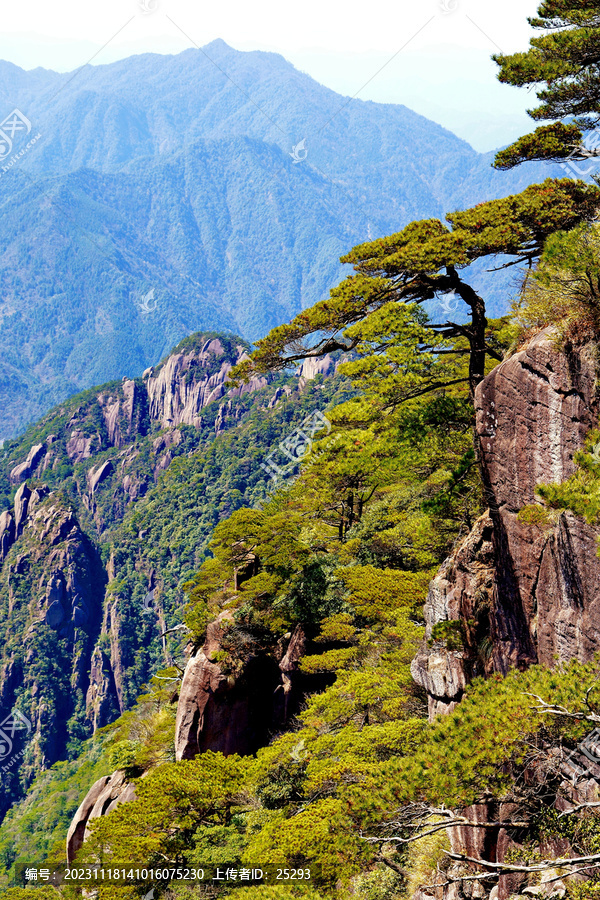 绝壁岩石松林