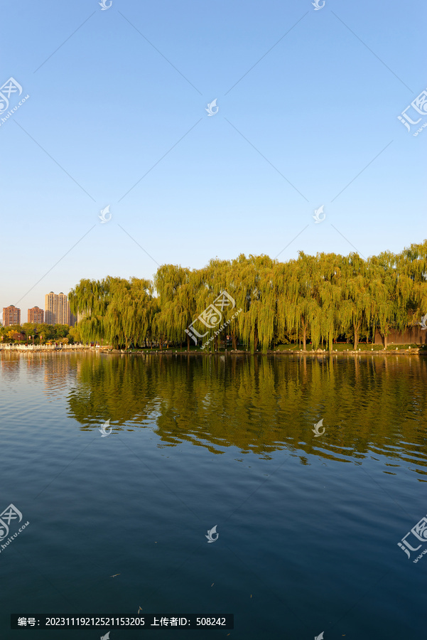 岸边柳树