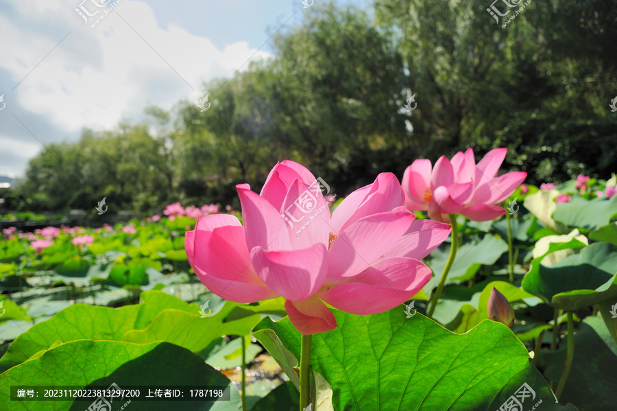 红莲花