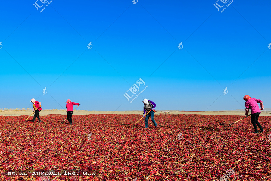 一群女工在戈壁滩翻晒辣椒