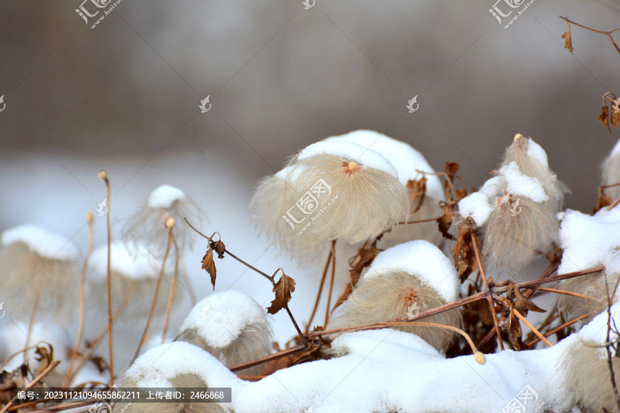 枯草雪韵