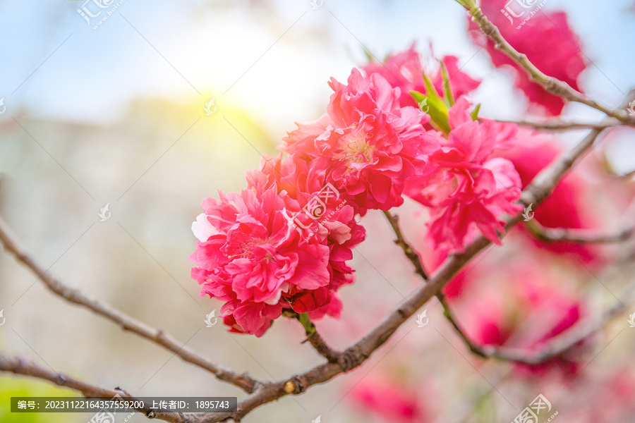 碧桃千叶桃花盛开