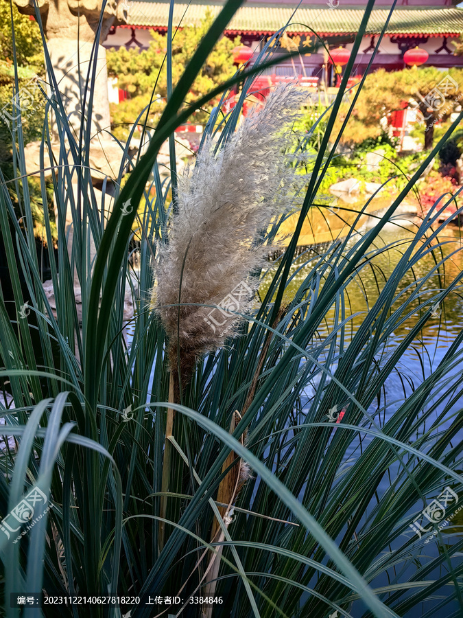 虚云禅林水池边稻草